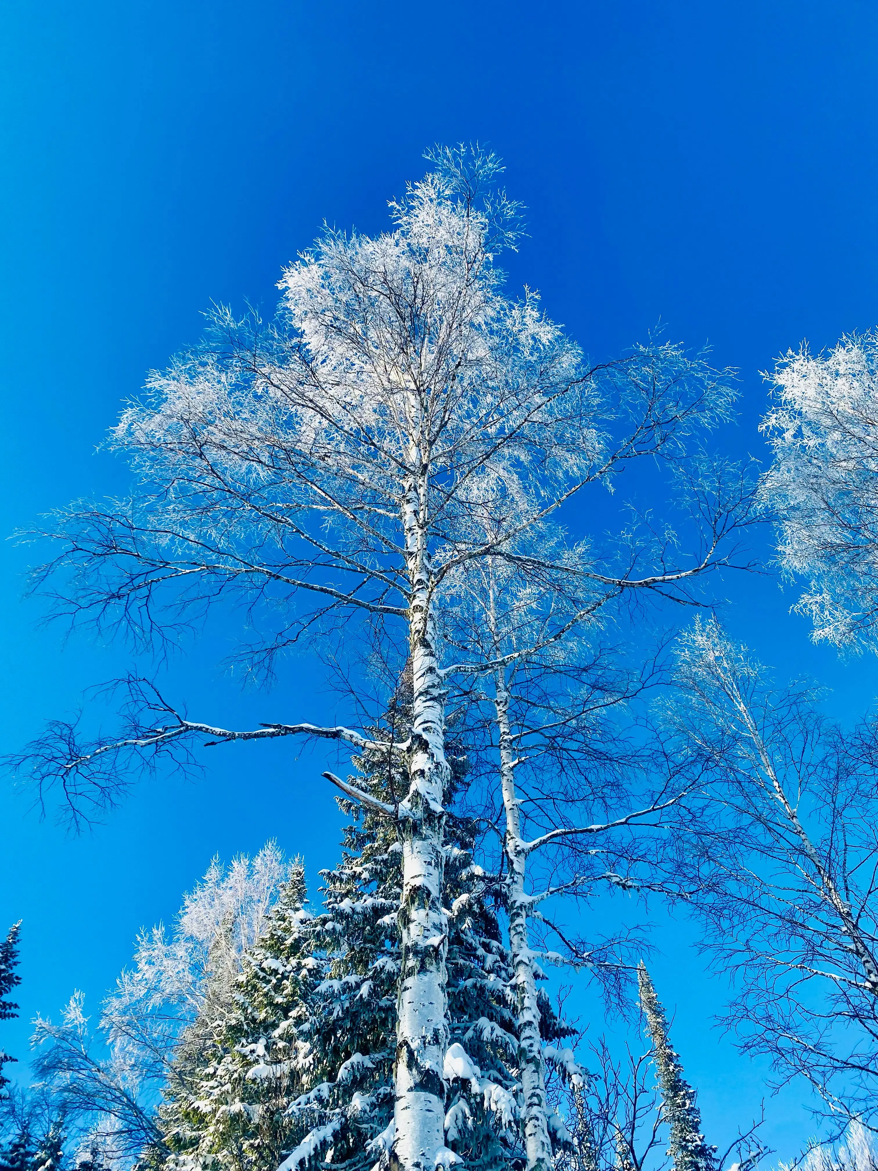Снег на берёзе