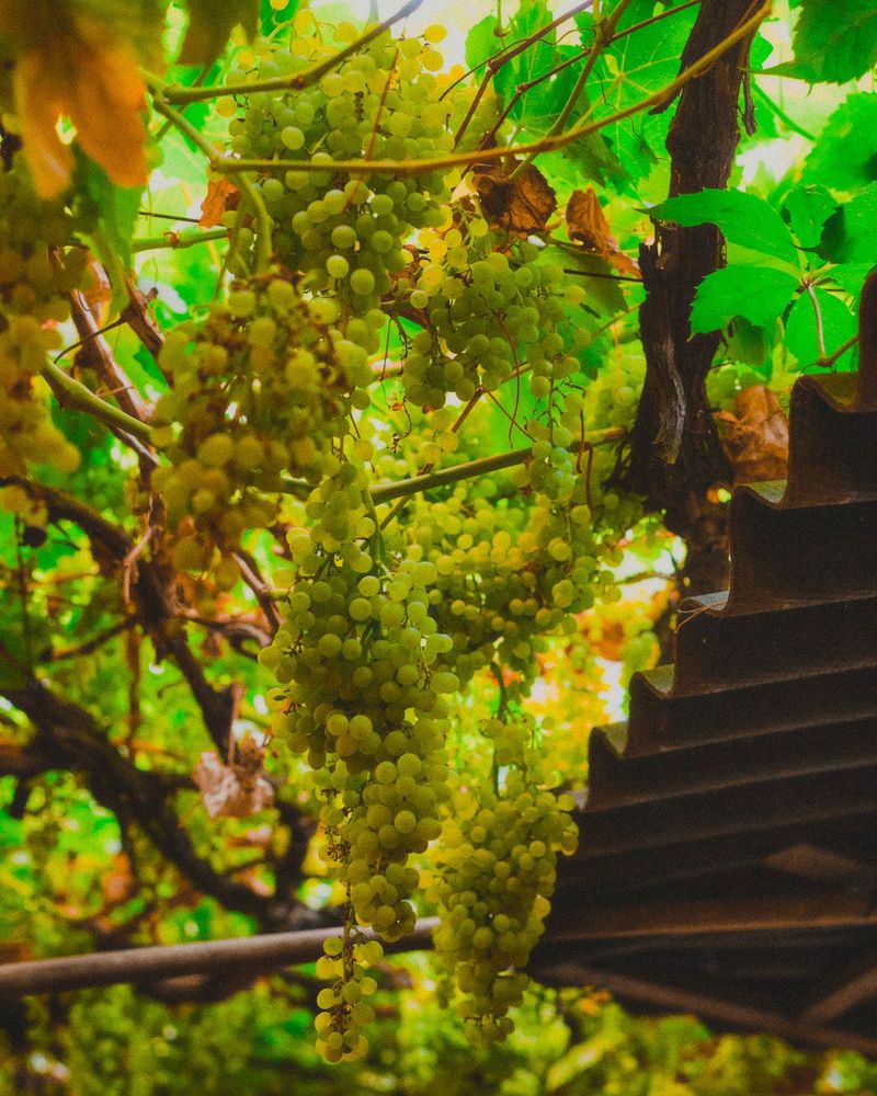 Лаза винограда