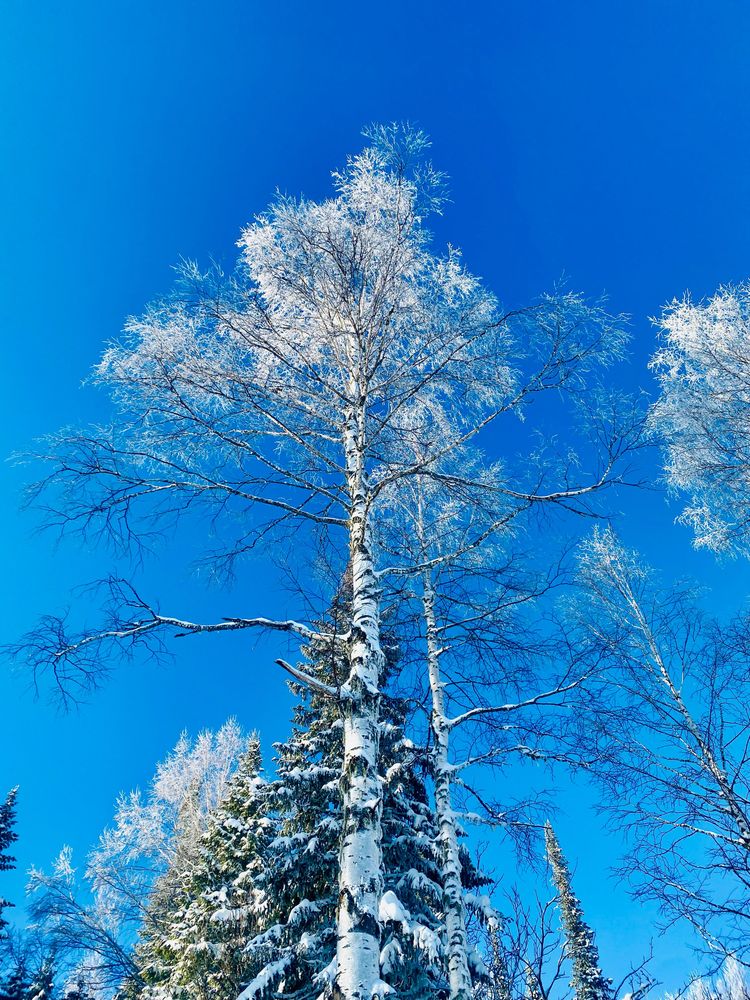 Снег на берёзе